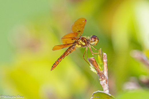 �1761681 �������(a): ����������:3072x2048